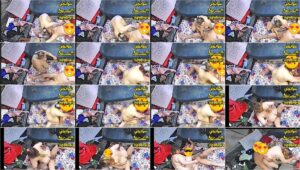 تسريب حصرى لواد وحماته يستفرد بيها ومراته مش موجودة ميعرفوش انها بتصورهم